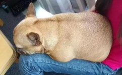 LINODEIPHONE欧美拉屎放屁